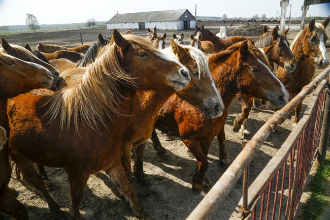 In this photo taken on Monday, April 11, 2016, horses wait to be fed at a farm in the village of Vorotets, on land just 45 kilometers (25 miles) north of the Chernobyl nuclear power plant in Ukraine.
