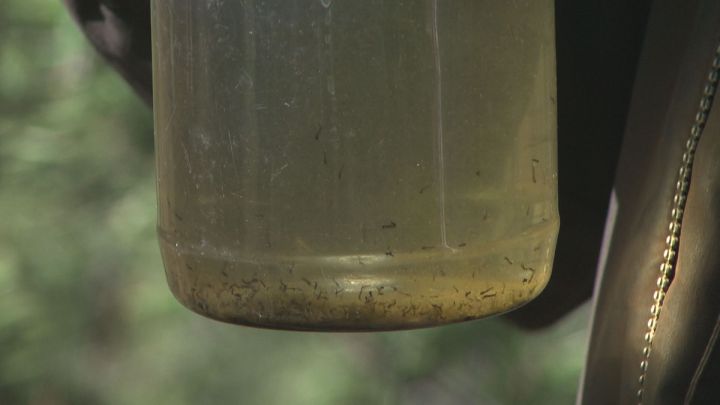 The City of Edmonton's mosquito-control effort is based largely on reducing mosquito populations before they emerge as adults. The highest concentrations of mosquito larvae are found in in standing water like in roadside ditches.