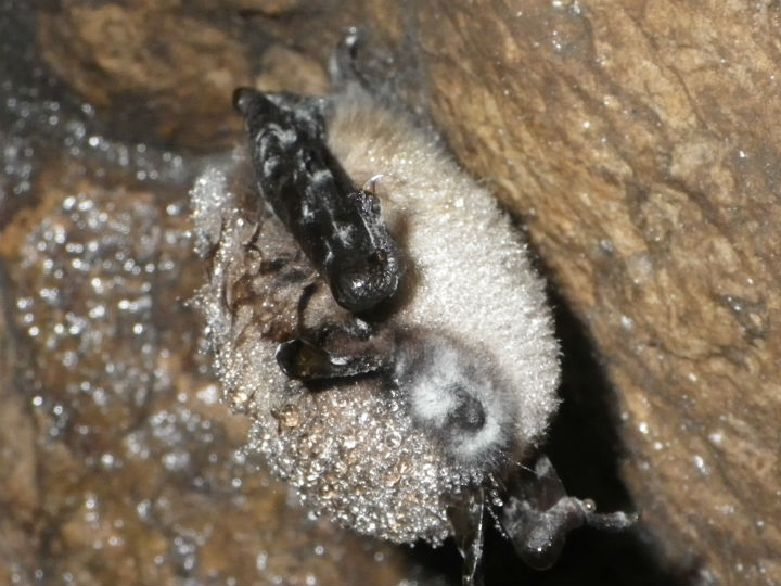 A bat in a New Brunswick cave covered in the fungus that causes the deadly white-nose syndrome.