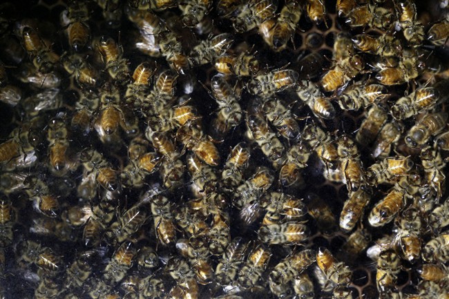 In this Jan. 14, 2010, file photo, honey bees work during the Pennsylvania Farm Show and the Pennsylvania Farm Show and Expo Center in Harrisburg, Pa.
