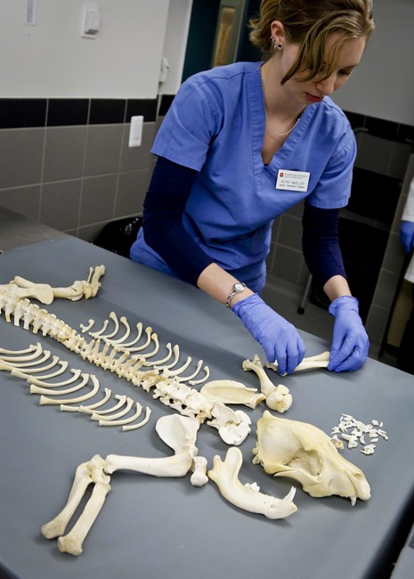 Victry Mueller, a senior veterinary student intern from Ohio State University with the American Society for the Prevention of Cruelty to Animals (ASPCA ) forensic unit, lays out the remains of a dog used for dog fighting on Thursday April 7, 2016, in New York. 