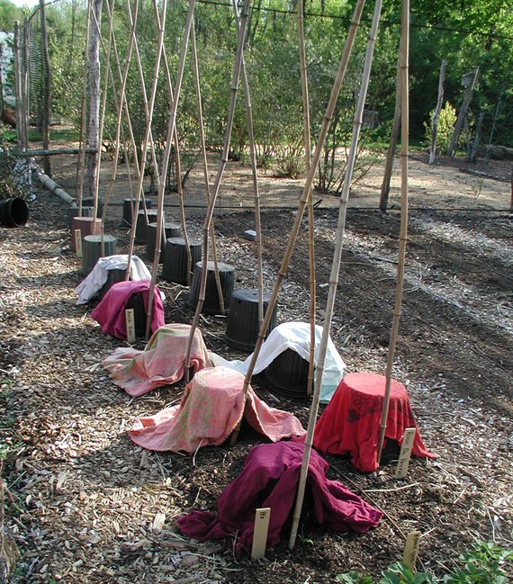 Wednesday night frost advisory issued for large swath of Ontario - image