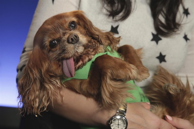 Toast, a 10-year-old a Cavalier King Charles spaniel puppy mill rescue, is held by her owner Katie Sturino in New York, Tuesday, April 5, 2016. 