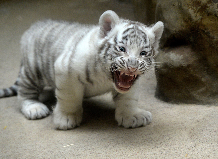 A two-month-old white tiger cub stands in its enclosure, on April 25, 2016, at a zoo in the city of Liberec, Czech Republic. 