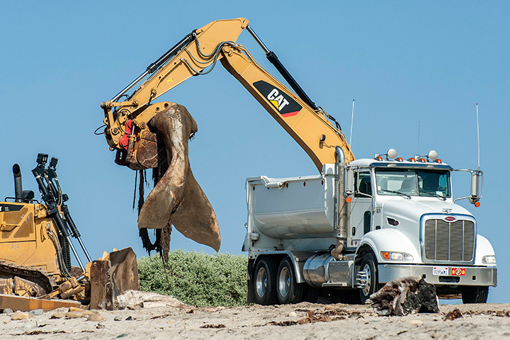 Crews begin to remove a massive gray whale carcass from Southern California’s San Onofre State Beach in San Clemente, Calif., Thursday, April 28, 2016.