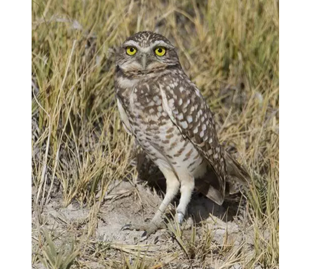 A burrowing owl is shown in a handout photo. 