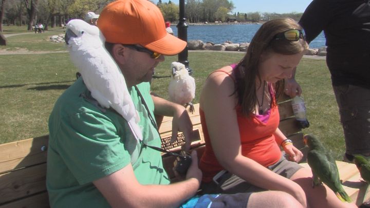 ‘Like having a 3-year-old child for 40 years’: Parrot Lovers of Lethbridge warn against lack of resources - image