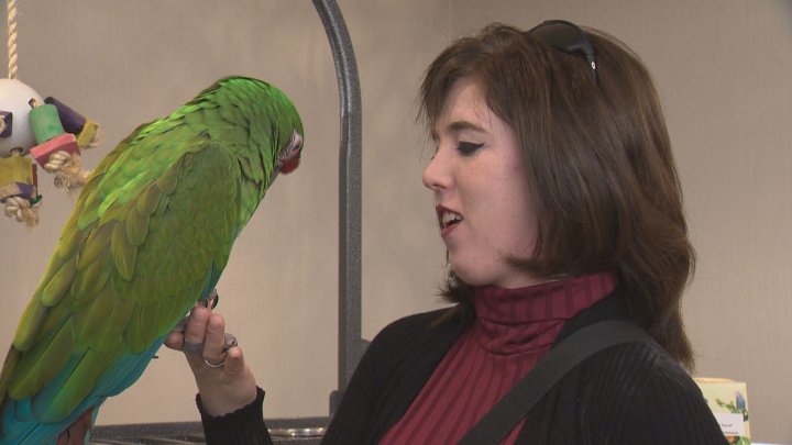 Parrot pandemonium hits Edmonton - Edmonton | Globalnews.ca