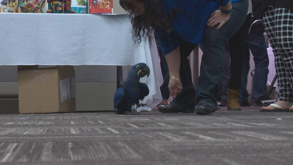 Edmonton Pet Parrot Association annual show 2016.