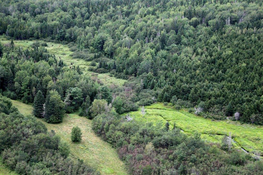 Land, at-risk trees protected after donation in northern Nova Scotia - image