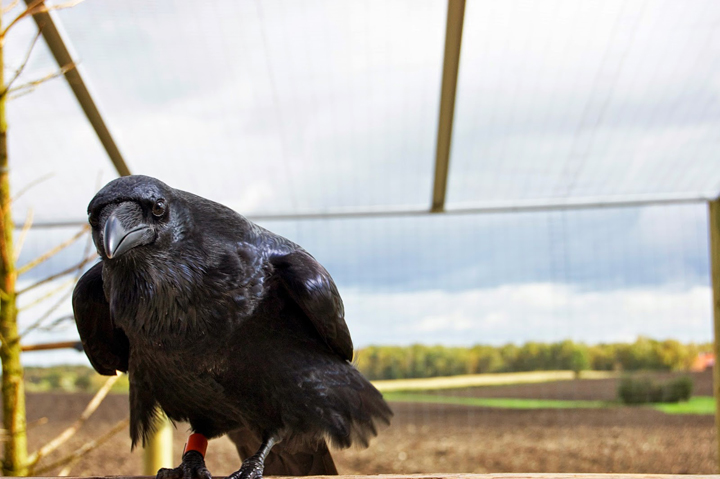 Ravens are just as smart as chimps a new study has found.