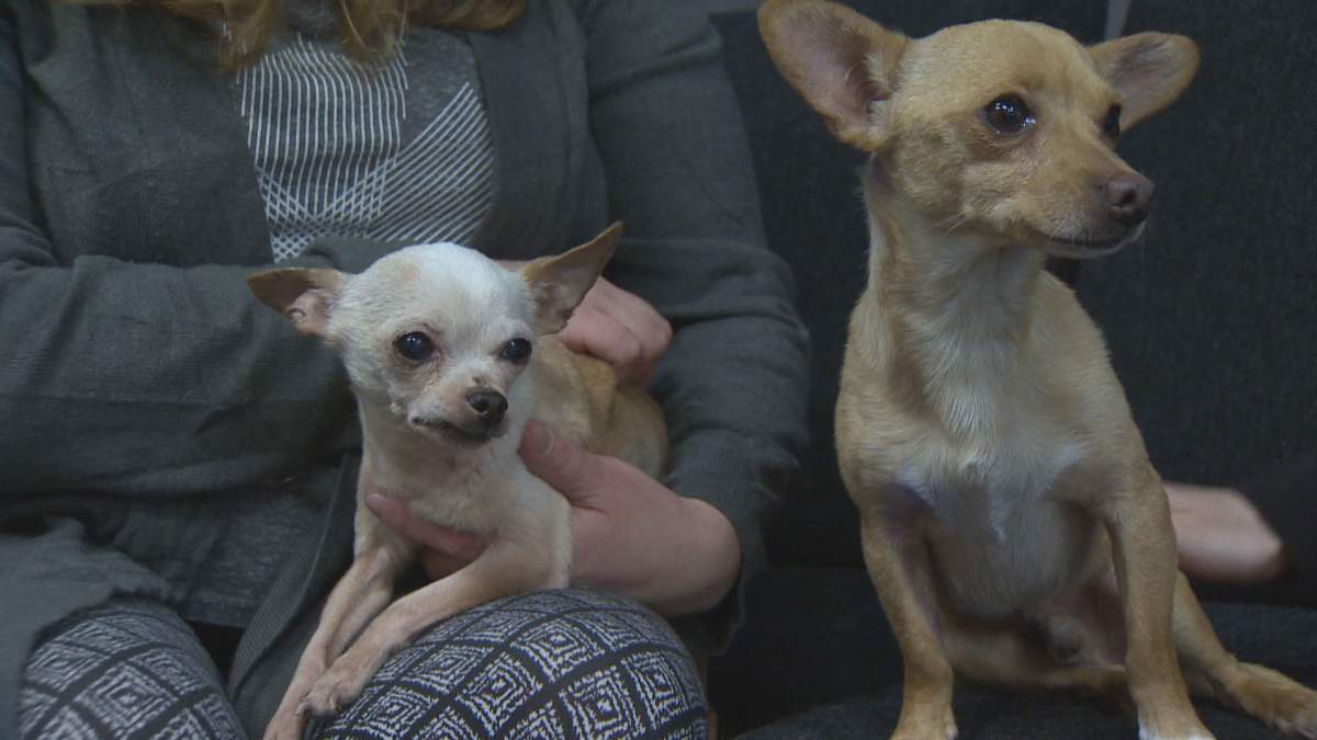 Jiminey (left) and Prince, along with two other dogs, were flown into the province on April 3.