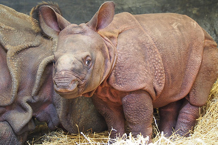 The Toronto Zoo has chosen a name for its Indian rhino calf.