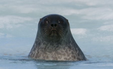 Un anillado foca.