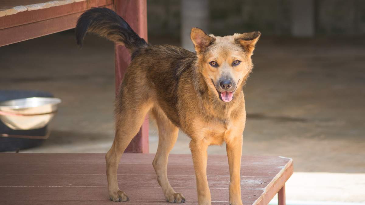 Satiya, one of the dogs set to arrive April 23.