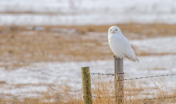 April 9: This Your Saskatchewan photo was taken by Garfield MacGillivray at Quill Lake.