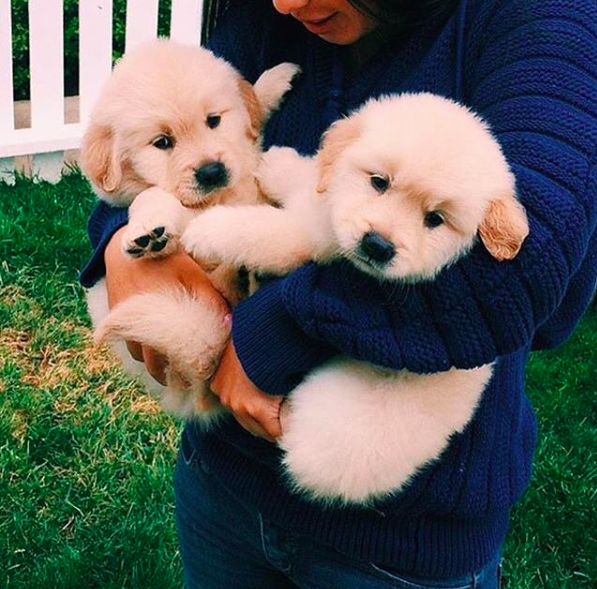 cute puppies real