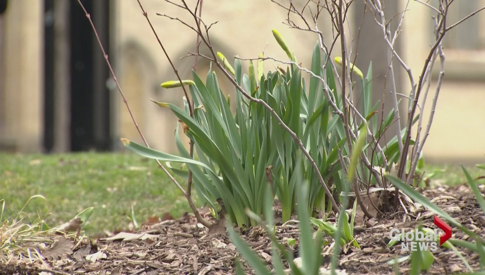 Why do rates of suicide increase in the spring? - Toronto | Globalnews.ca