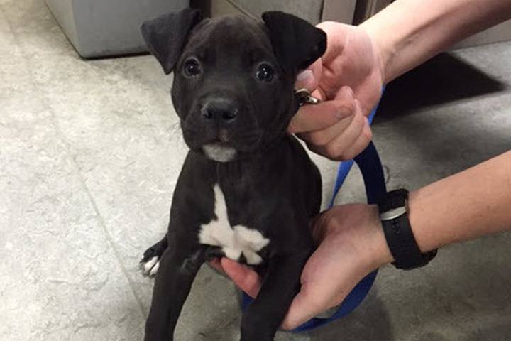 Police say a puppy stolen at gunpoint in east-end Toronto on April 3 is still missing and are appealing to the public for help.