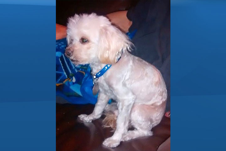 Shih Tzu-poodle dog stolen from bench in downtown Toronto - image