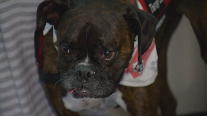 Researchers found that by spending time with a therapy dog, war veterans felt less socially isolated and were more likely to recall fond memories.
