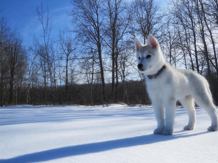 April 12: This Your Saskatchewan photo was taken by Tim Harris of his Siberian Husky at Hudson Bay.