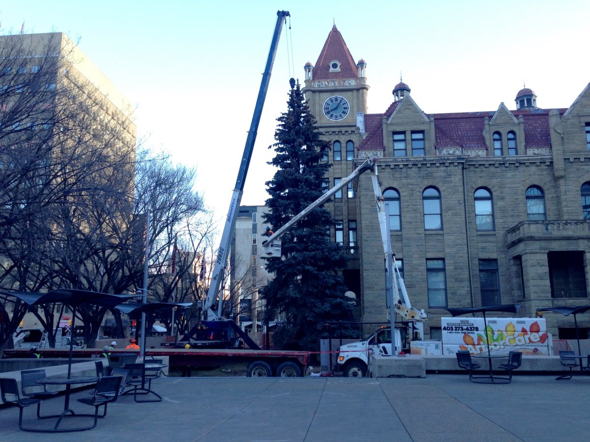 Trees come down at old city hall to protect sandstone from anymore damage.