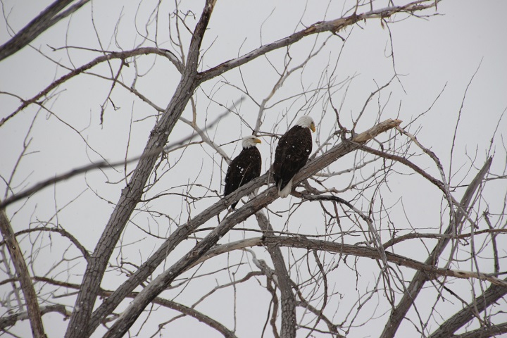 These eagles on the lookout for better weather near Delta
.