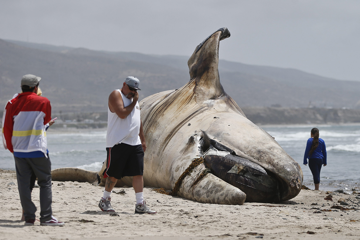 The massive carcass of a whale decomposes at a popular California surfing spot Tuesday, April 26, 2016, in San Clemente, Calif. Authorities are trying to decide what to do with the massive, rotting carcass. 