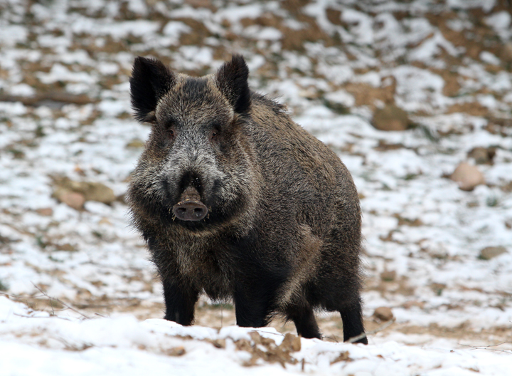 Radioactive wild boar are taking over Fukushima, Japan, 5 years after a tsunami damaged the nuclear power plant.