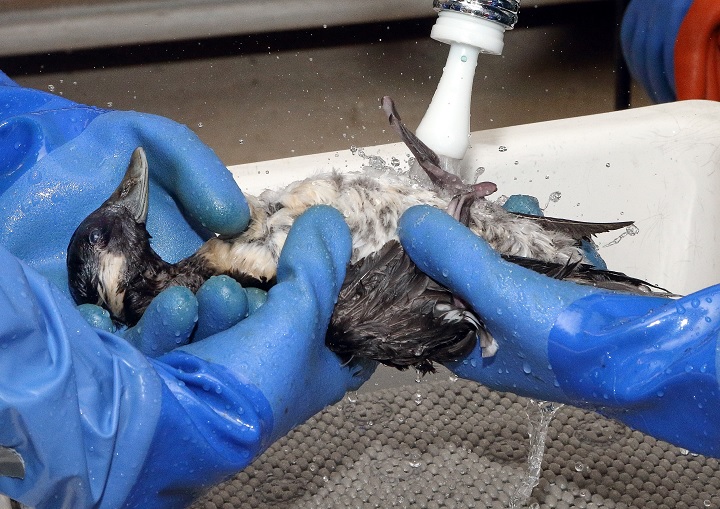 English Bay oil spill one year later what’s changed and who paid