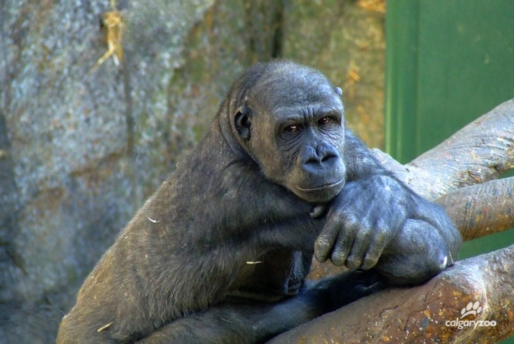 Zuri, a lowland gorilla at the Calgary Zoo.