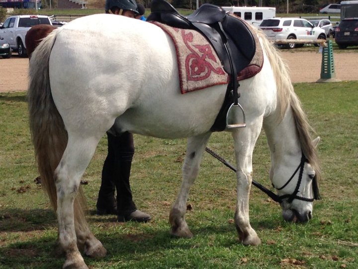 Whitemud Equine Centre breaks ground on new arena Edmonton