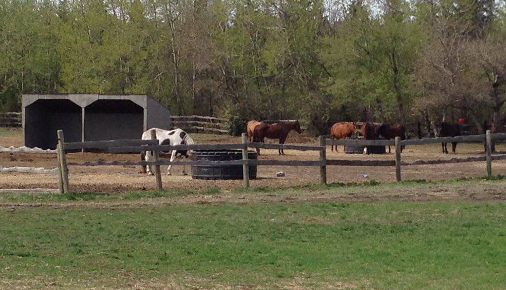 There is a two-year wait list for many of the programs at the Whitemud Equine Centre. May 1, 2016.