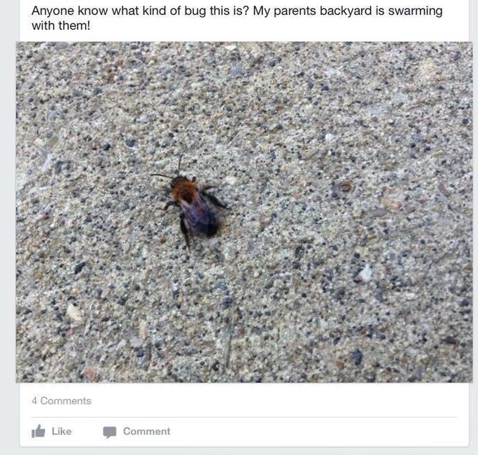 Many people are posting photos of these bugs on Facebook wondering what they are.
