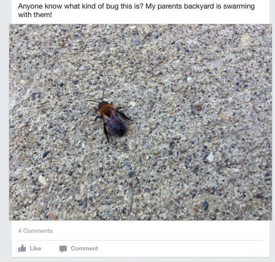 Many people are posting photos of these bugs on Facebook wondering what they are.
