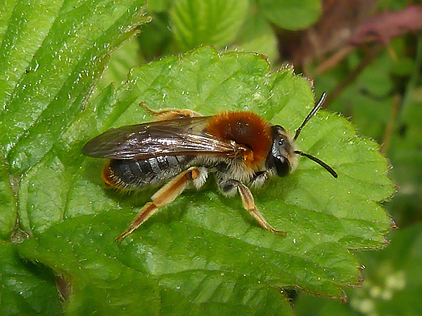 An early mining bee.