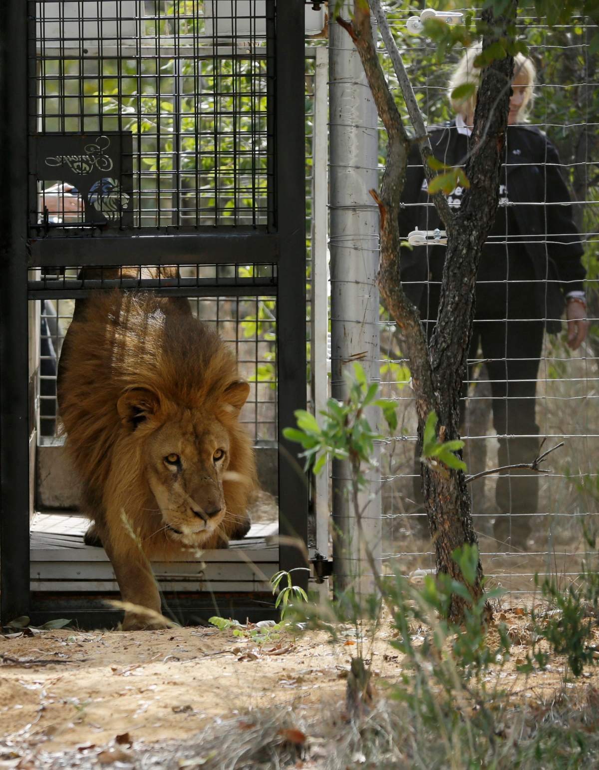 A former circus lion is released into an enclosure, at Emoya Big Cat Sanctuary in Vaalwater, northern, South Africa, Sunday, May 1, 2016.