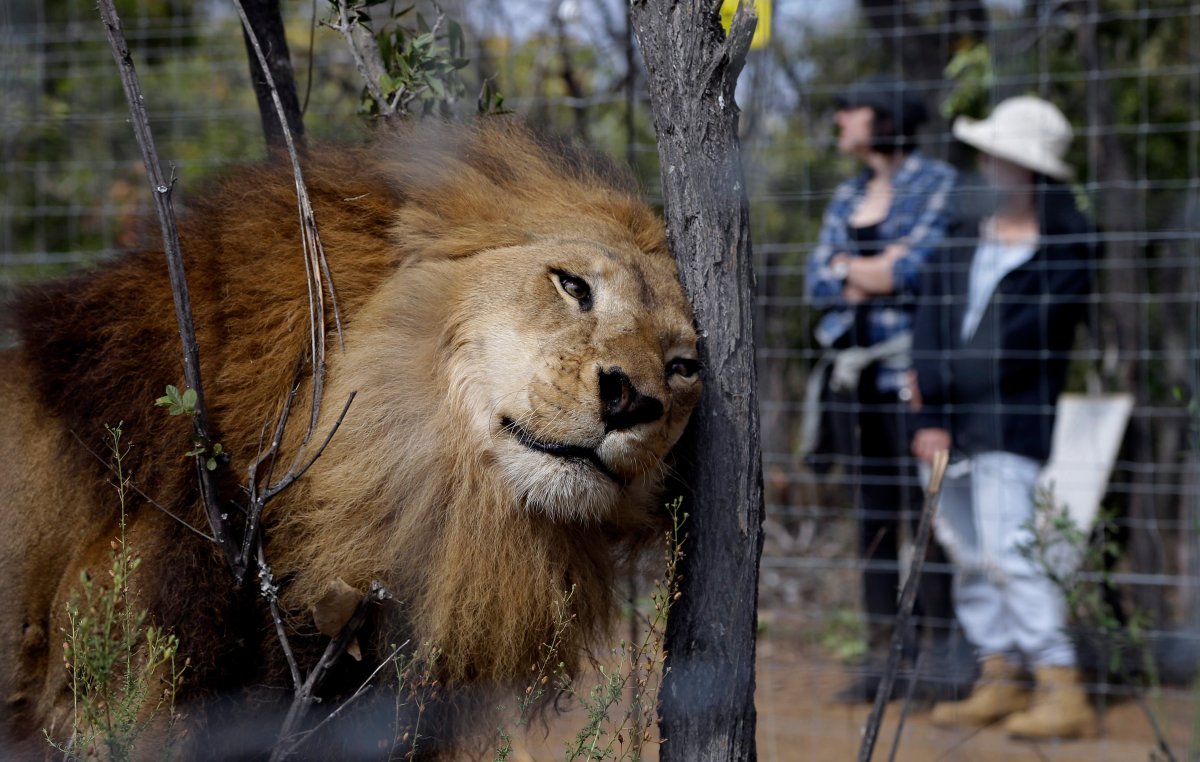 A former circus lion scratches its head against a tree inside an enclosure at Emoya Big Cat Sanctuary in Vaalwater, northern, South Africa, Sunday, May 1, 2016. On Monday, Lambton Shores councillors voted to pass a ban on owning exotic animals. The ban will block a big cat sanctuary planned in Grand Bend.