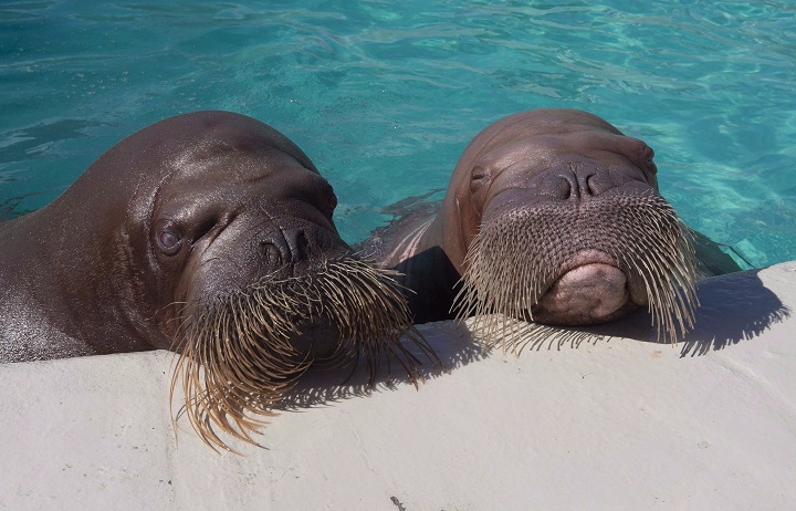 Walrus Arnaliaq, left, and Samka rest their head on the side of the pool, Wednesday, March 16, 2016 at the Quebec aquarium in Quebec City. The first of two pregnant walruses at Quebec's City's aquarium has given birth.
