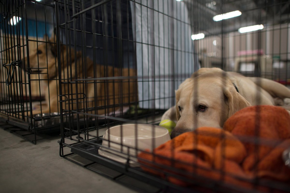 Dogs lay in cages at the SPCA rescue centre in the Bold Center in Lac la Biche, Alberta, Tuesday, May 10, 2016.
