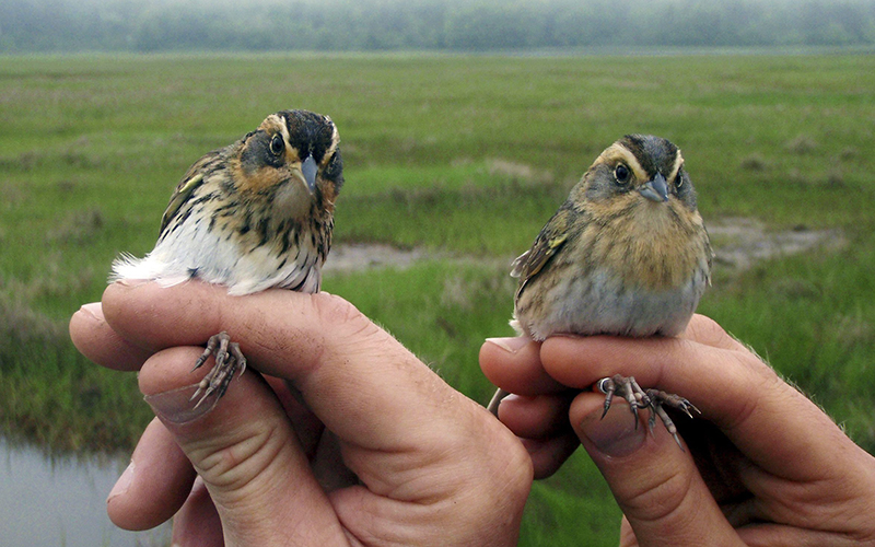 This May 2012 photo provided by Saltmarsh Habitat and Avian Research Program shows saltmarsh sparrows in their coastal habitat. 