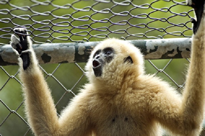A white-handed Gibbon in a cage in Thailand. The primates are small, arboreal apes found mainly in tropical rainforests in Southeast Asia. 