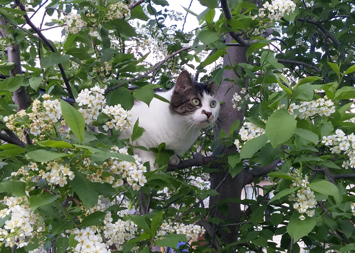May 31: This Your Saskatchewan photo of a cat up a tree was taken by Jenine Boser.