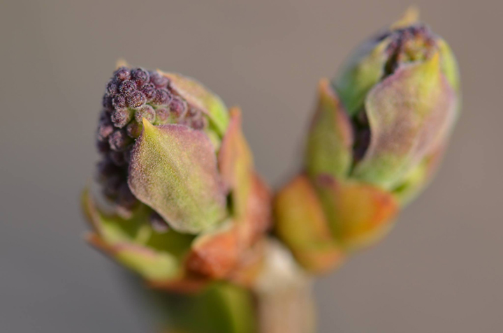 May 4: Brenda Reifferscheid took this Your Saskatchewan photo of tree buds in Humboldt.