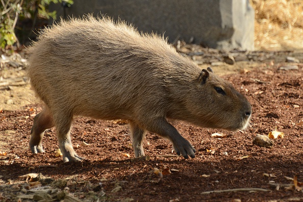 A Capybara is pictured at the Paris Zoological Park, formerly known as the Bois de Vincennes Zoological Park, in Paris. If you see an animal like this in Toronto, call 311.