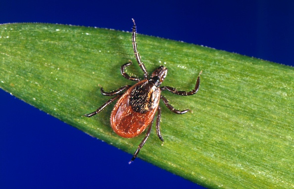 These ''black-legged ticks'', Ixodes scapularis, are found on a wide rage of hosts including mammals, birds and reptiles.