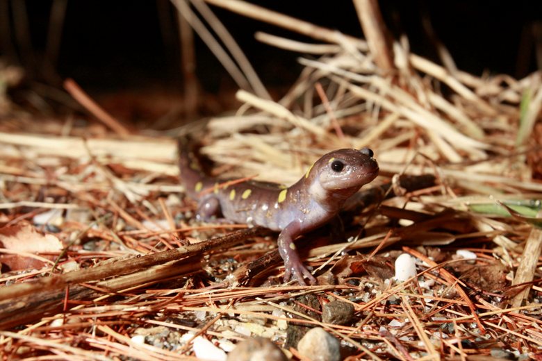 A North American spotted salamander is seen in New Haven, Vermont.