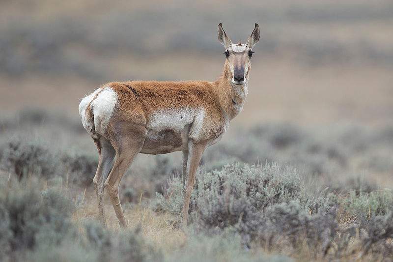 One man has been arrested after he chased down an antelope on a dirt bike and killed it just south of Paynton, Sask on Friday.