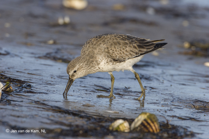 A red knot forages for food.